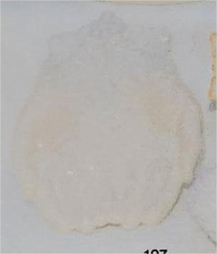Z197 image 0