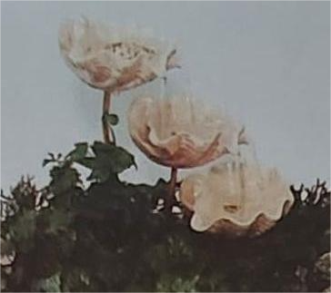 Z398 image 0