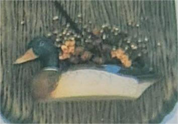 Z315 image 0