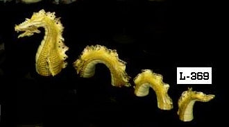 L 369 Kracken Dragon image 0